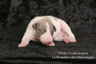 PHOTO CHIOT WHIPPET ISSU DE L ELEVAGE DE LA ROMANCE DES DAMOISEAUX