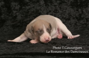 PHOTO CHIOT WHIPPET ISSU DE L ELEVAGE DE LA ROMANCE DES DAMOISEAUX