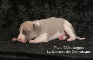 PHOTO CHIOT WHIPPET ISSU DE L ELEVAGE DE LA ROMANCE DES DAMOISEAUX