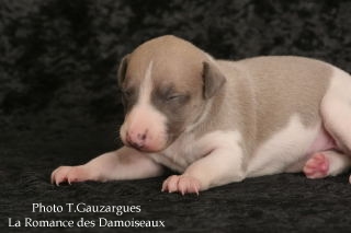 PHOTO CHIOT WHIPPET ISSU DE L ELEVAGE DE LA ROMANCE DES DAMOISEAUX