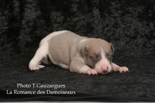 PHOTO CHIOT WHIPPET ISSU DE L ELEVAGE DE LA ROMANCE DES DAMOISEAUX