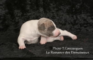 PHOTO CHIOT WHIPPET ISSU DE L ELEVAGE DE LA ROMANCE DES DAMOISEAUX