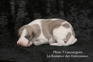 PHOTO CHIOT WHIPPET ISSU DE L ELEVAGE DE LA ROMANCE DES DAMOISEAUX