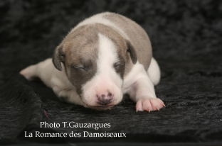 PHOTO CHIOT WHIPPET ISSU DE L ELEVAGE DE LA ROMANCE DES DAMOISEAUX