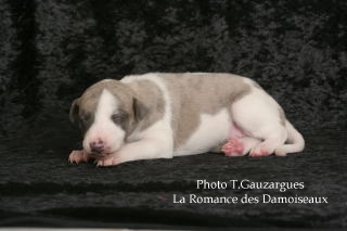 PHOTO CHIOT WHIPPET ISSU DE L ELEVAGE DE LA ROMANCE DES DAMOISEAUX