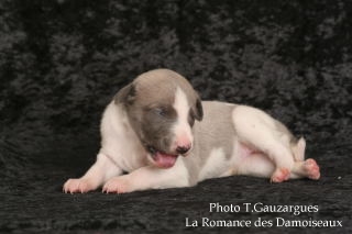 PHOTO CHIOT WHIPPET ISSU DE L ELEVAGE DE LA ROMANCE DES DAMOISEAUX