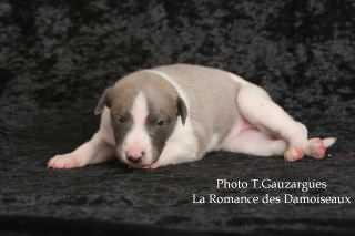 PHOTO CHIOT WHIPPET ISSU DE L ELEVAGE DE LA ROMANCE DES DAMOISEAUX