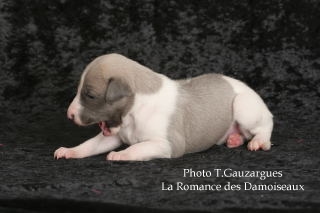 PHOTO CHIOT WHIPPET ISSU DE L ELEVAGE DE LA ROMANCE DES DAMOISEAUX