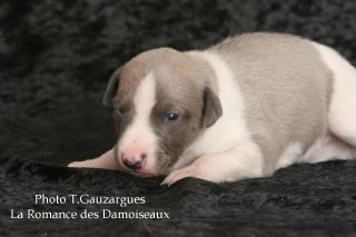 PHOTO CHIOT WHIPPET ISSU DE L ELEVAGE DE LA ROMANCE DES DAMOISEAUX