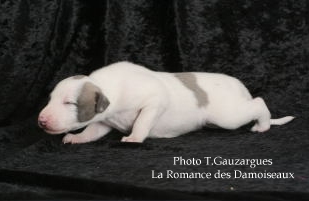 PHOTO CHIOT WHIPPET ISSU DE L ELEVAGE DE LA ROMANCE DES DAMOISEAUX