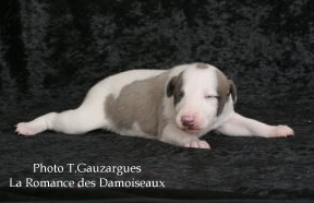 PHOTO CHIOT WHIPPET ISSU DE L ELEVAGE DE LA ROMANCE DES DAMOISEAUX