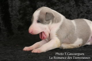 PHOTO CHIOT WHIPPET ISSU DE L ELEVAGE DE LA ROMANCE DES DAMOISEAUX
