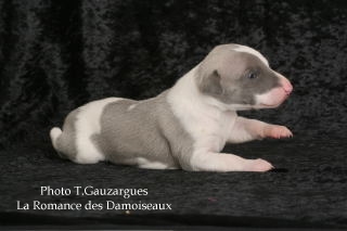 PHOTO CHIOT WHIPPET ISSU DE L ELEVAGE DE LA ROMANCE DES DAMOISEAUX