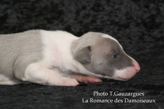 PHOTO CHIOT WHIPPET ISSU DE L ELEVAGE DE LA ROMANCE DES DAMOISEAUX