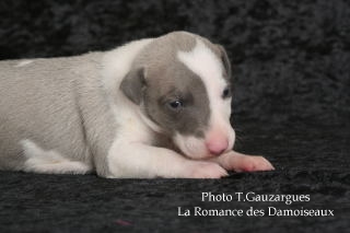 PHOTO CHIOT WHIPPET ISSU DE L ELEVAGE DE LA ROMANCE DES DAMOISEAUX