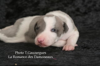 PHOTO CHIOT WHIPPET ISSU DE L ELEVAGE DE LA ROMANCE DES DAMOISEAUX