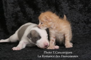 PHOTO CHIOT WHIPPET ISSU DE L ELEVAGE DE LA ROMANCE DES DAMOISEAUX ET CHATON DE RACE ANGORA TURC ISSU DE LA CHATTERIE DE LA LEGENDE DES ETOILES