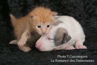 PHOTO CHIOT WHIPPET ISSU DE L ELEVAGE DE LA ROMANCE DES DAMOISEAUX ET CHATON DE RACE ANGORA TURC ISSU DE LA CHATTERIE DE LA LEGENDE DES ETOILES