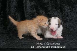 PHOTO CHIOT WHIPPET ISSU DE L ELEVAGE DE LA ROMANCE DES DAMOISEAUX ET CHATON DE RACE ANGORA TURC ISSU DE LA CHATTERIE DE LA LEGENDE DES ETOILES
