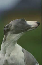 Lvrier whippet profil de Rvrence bleue et blanche