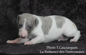 PHOTO CHIOT WHIPPET ISSU DE L ELEVAGE DE LA ROMANCE DES DAMOISEAUX