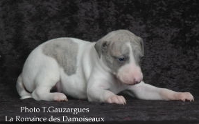 PHOTO CHIOT WHIPPET ISSU DE L ELEVAGE DE LA ROMANCE DES DAMOISEAUX