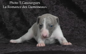 PHOTO CHIOT WHIPPET ISSU DE L ELEVAGE DE LA ROMANCE DES DAMOISEAUX