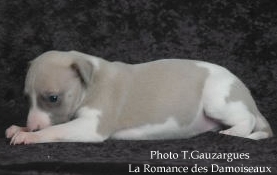 PHOTO CHIOT WHIPPET ISSU DE L ELEVAGE DE LA ROMANCE DES DAMOISEAUX