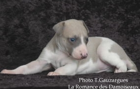 PHOTO CHIOT WHIPPET ISSU DE L ELEVAGE DE LA ROMANCE DES DAMOISEAUX
