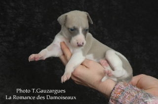 PHOTO CHIOT WHIPPET ISSU DE L ELEVAGE DE LA ROMANCE DES DAMOISEAUX