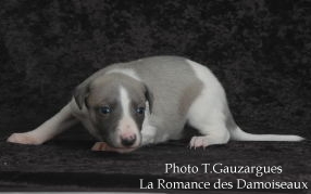 PHOTO CHIOT WHIPPET ISSU DE L ELEVAGE DE LA ROMANCE DES DAMOISEAUX