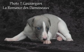 PHOTO CHIOT WHIPPET ISSU DE L ELEVAGE DE LA ROMANCE DES DAMOISEAUX