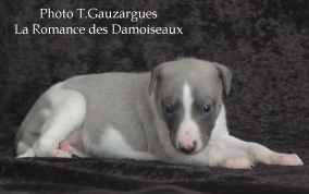 PHOTO CHIOT WHIPPET ISSU DE L ELEVAGE DE LA ROMANCE DES DAMOISEAUX