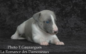 PHOTO CHIOT WHIPPET ISSU DE L ELEVAGE DE LA ROMANCE DES DAMOISEAUX