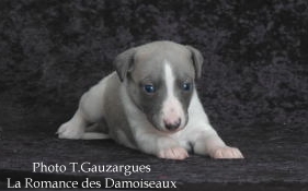 PHOTO CHIOT WHIPPET ISSU DE L ELEVAGE DE LA ROMANCE DES DAMOISEAUX