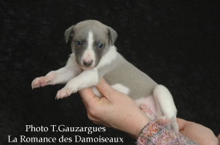 PHOTO CHIOT WHIPPET ISSU DE L ELEVAGE DE LA ROMANCE DES DAMOISEAUX
