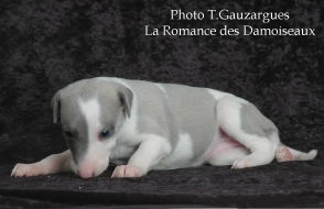 PHOTO CHIOT WHIPPET ISSU DE L ELEVAGE DE LA ROMANCE DES DAMOISEAUX