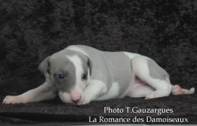 PHOTO CHIOT WHIPPET ISSU DE L ELEVAGE DE LA ROMANCE DES DAMOISEAUX