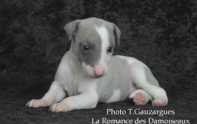 PHOTO CHIOT WHIPPET ISSU DE L ELEVAGE DE LA ROMANCE DES DAMOISEAUX
