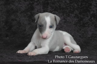 PHOTO CHIOT WHIPPET ISSU DE L ELEVAGE DE LA ROMANCE DES DAMOISEAUX