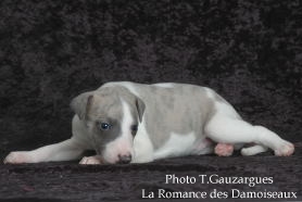 PHOTO CHIOT WHIPPET ISSU DE L ELEVAGE DE LA ROMANCE DES DAMOISEAUX