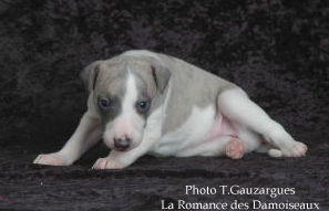 PHOTO CHIOT WHIPPET ISSU DE L ELEVAGE DE LA ROMANCE DES DAMOISEAUX