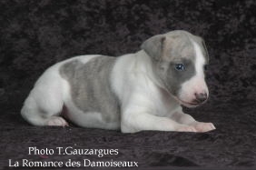 PHOTO CHIOT WHIPPET ISSU DE L ELEVAGE DE LA ROMANCE DES DAMOISEAUX