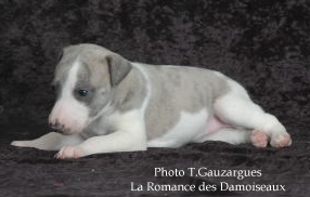 PHOTO CHIOT WHIPPET ISSU DE L ELEVAGE DE LA ROMANCE DES DAMOISEAUX