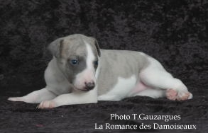 PHOTO CHIOT WHIPPET ISSU DE L ELEVAGE DE LA ROMANCE DES DAMOISEAUX