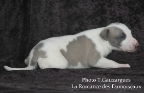 PHOTO CHIOT WHIPPET ISSU DE L ELEVAGE DE LA ROMANCE DES DAMOISEAUX