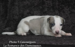 PHOTO CHIOT WHIPPET ISSU DE L ELEVAGE DE LA ROMANCE DES DAMOISEAUX