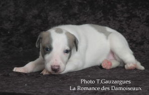 PHOTO CHIOT WHIPPET ISSU DE L ELEVAGE DE LA ROMANCE DES DAMOISEAUX