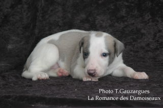 PHOTO CHIOT WHIPPET ISSU DE L ELEVAGE DE LA ROMANCE DES DAMOISEAUX