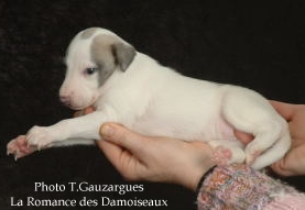 PHOTO CHIOT WHIPPET ISSU DE L ELEVAGE DE LA ROMANCE DES DAMOISEAUX